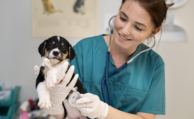 Tout savoir sur le salaire des vétérinaires