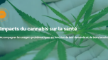 Impacts du cannabis sur la santé